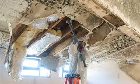 Why You Should Choose Our Mold Remediation Services in Irvine, CA